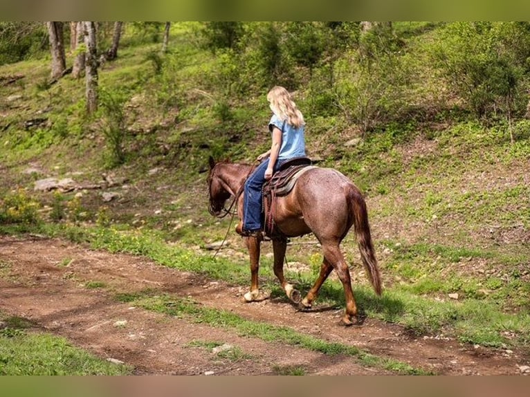 American Quarter Horse Wallach 6 Jahre 155 cm Roan-Red in Santa Fe, TN