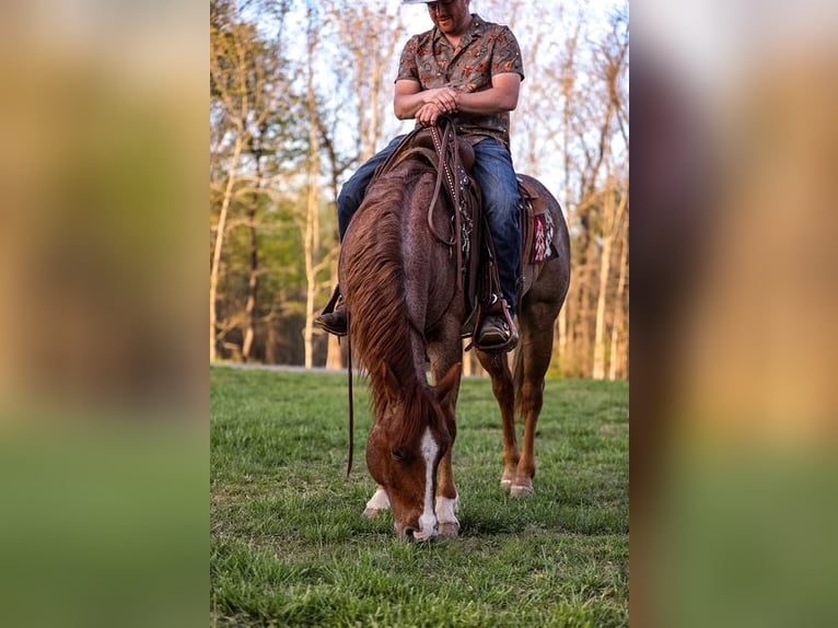 American Quarter Horse Wallach 6 Jahre 155 cm Roan-Red in Santa Fe, TN