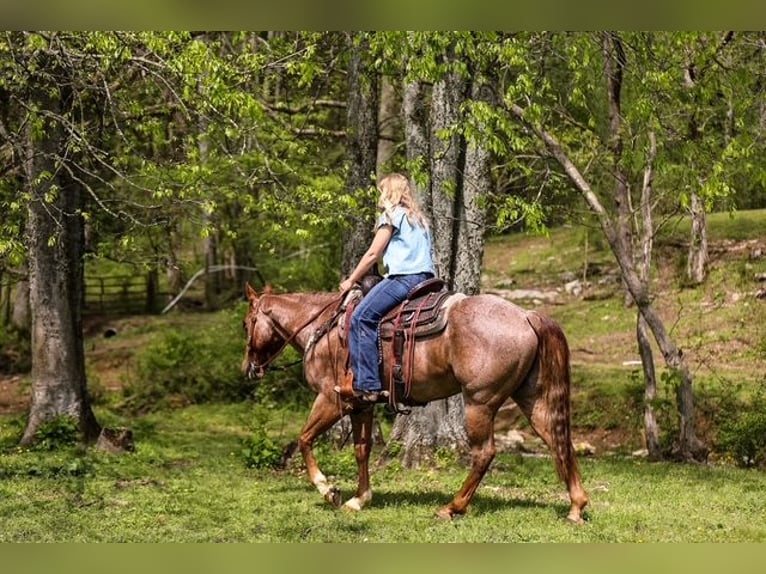 American Quarter Horse Wallach 6 Jahre 155 cm Roan-Red in Santa Fe, TN