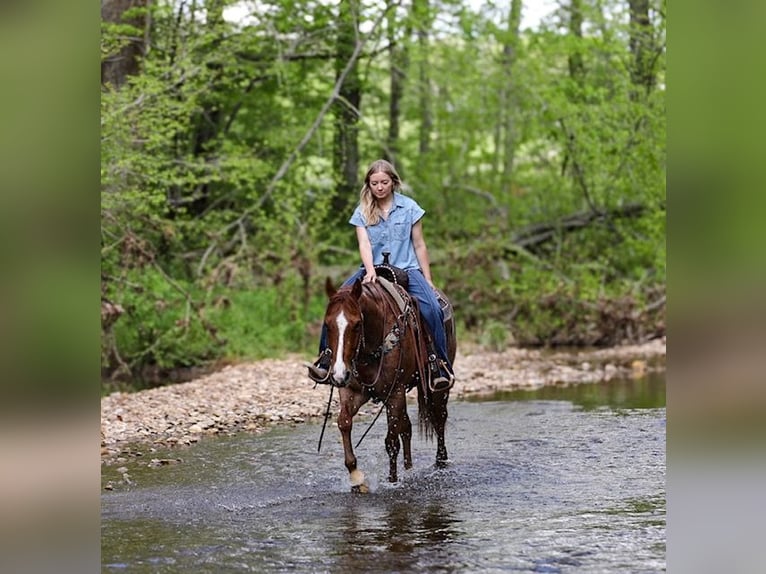 American Quarter Horse Wallach 6 Jahre 155 cm Roan-Red in Santa Fe, TN