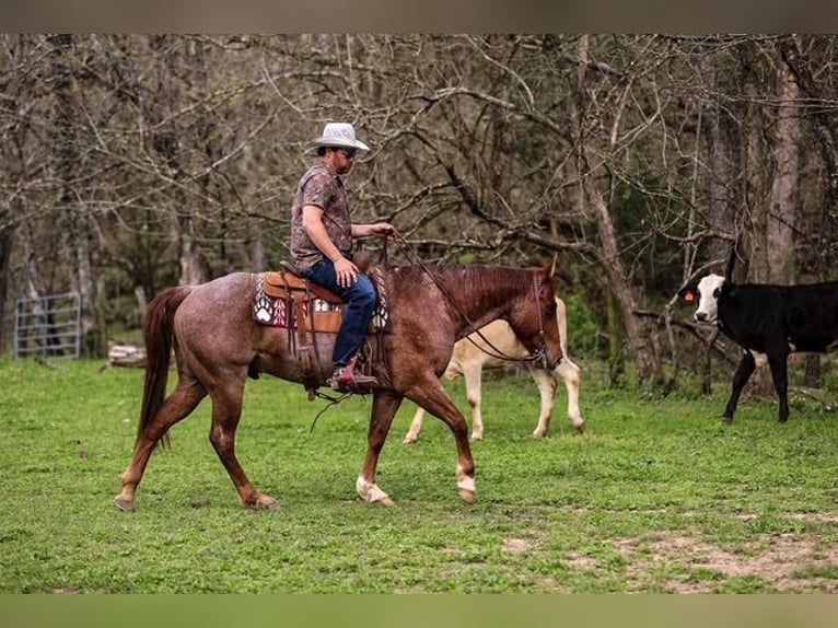 American Quarter Horse Wallach 6 Jahre 155 cm Roan-Red in Santa Fe, TN