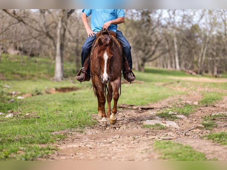 American Quarter Horse Wallach 6 Jahre 155 cm Roan-Red in Santa Fe, TN