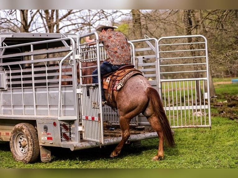 American Quarter Horse Wallach 6 Jahre 155 cm Roan-Red in Santa Fe, TN