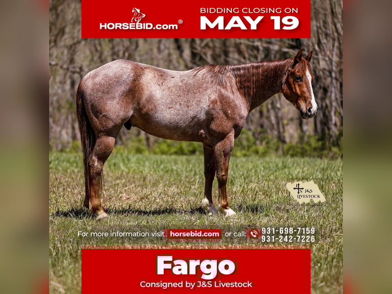 American Quarter Horse Wallach 6 Jahre 155 cm Roan-Red in Santa Fe, TN