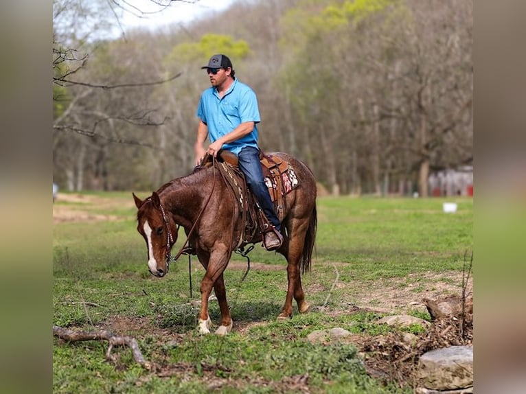 American Quarter Horse Wallach 6 Jahre 155 cm Roan-Red in Santa Fe, TN