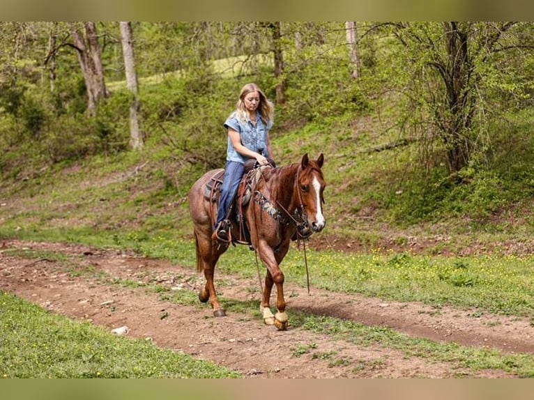 American Quarter Horse Wallach 6 Jahre 155 cm Roan-Red in Santa Fe, TN