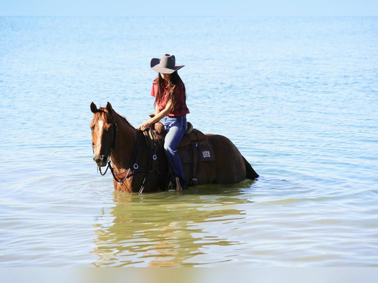 American Quarter Horse Wallach 6 Jahre 155 cm Roan-Red in Stickney