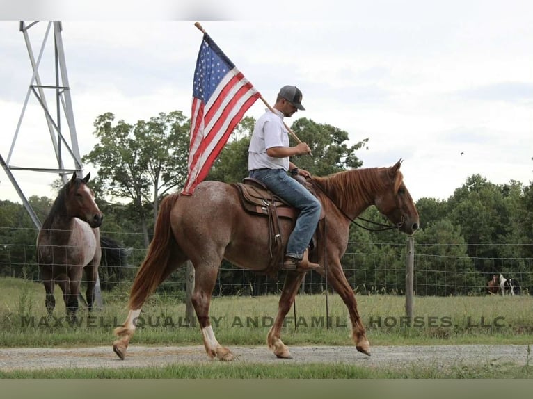 American Quarter Horse Wallach 6 Jahre 155 cm Roan-Red in Cherryville NC
