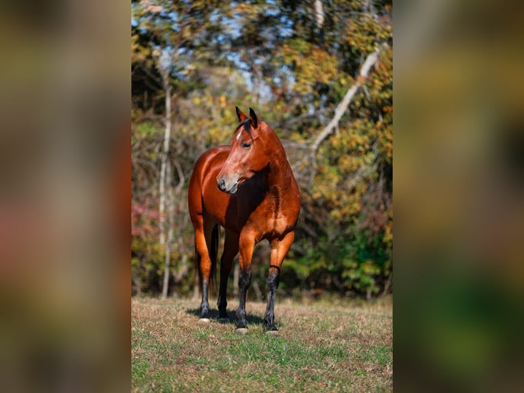 American Quarter Horse Wallach 6 Jahre 155 cm Rotbrauner in Santa Fe