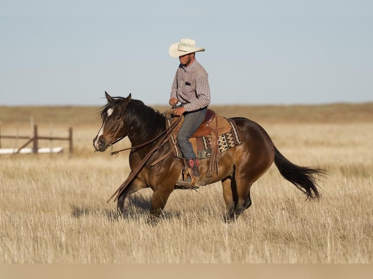 American Quarter Horse Wallach 6 Jahre 155 cm Rotbrauner in Waco, TX