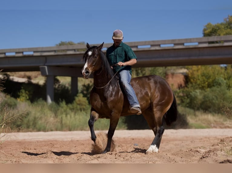 American Quarter Horse Wallach 6 Jahre 155 cm Rotbrauner in Waco, TX