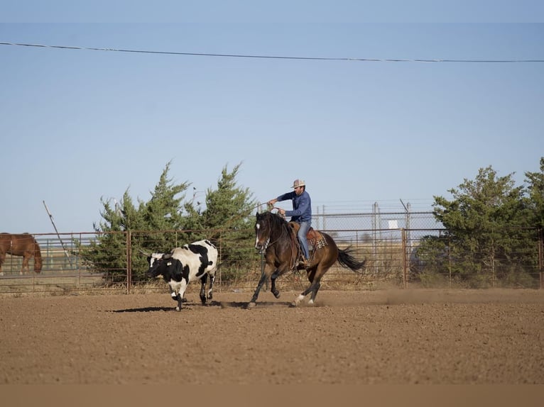 American Quarter Horse Wallach 6 Jahre 155 cm Rotbrauner in Waco, TX