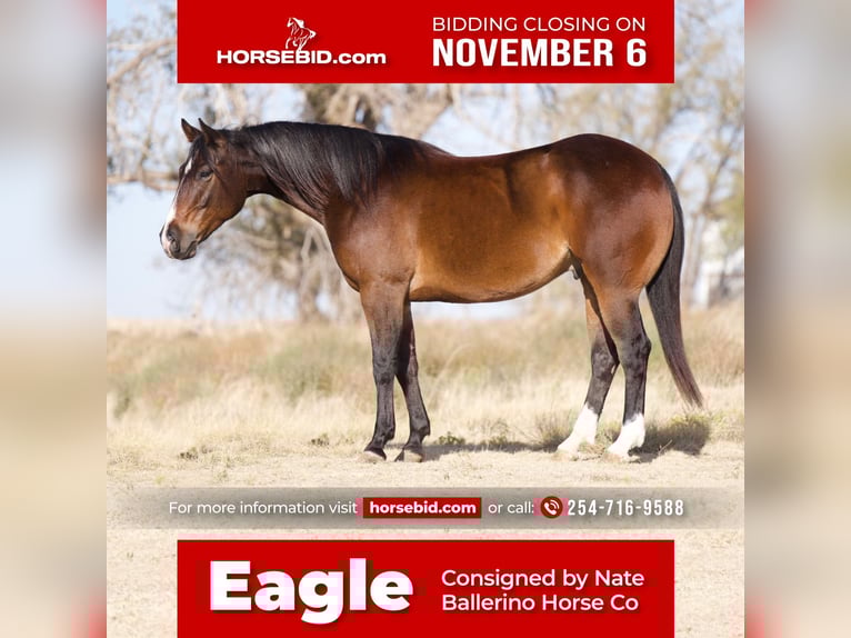 American Quarter Horse Wallach 6 Jahre 155 cm Rotbrauner in Waco, TX