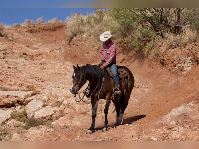 American Quarter Horse Wallach 6 Jahre 155 cm Rotbrauner in Waco, TX