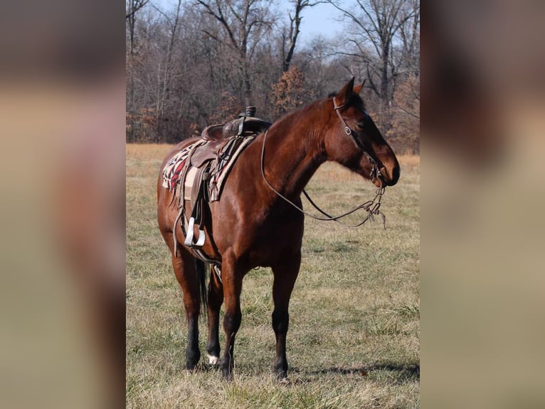 American Quarter Horse Wallach 6 Jahre 155 cm Rotbrauner in Brownstown IL