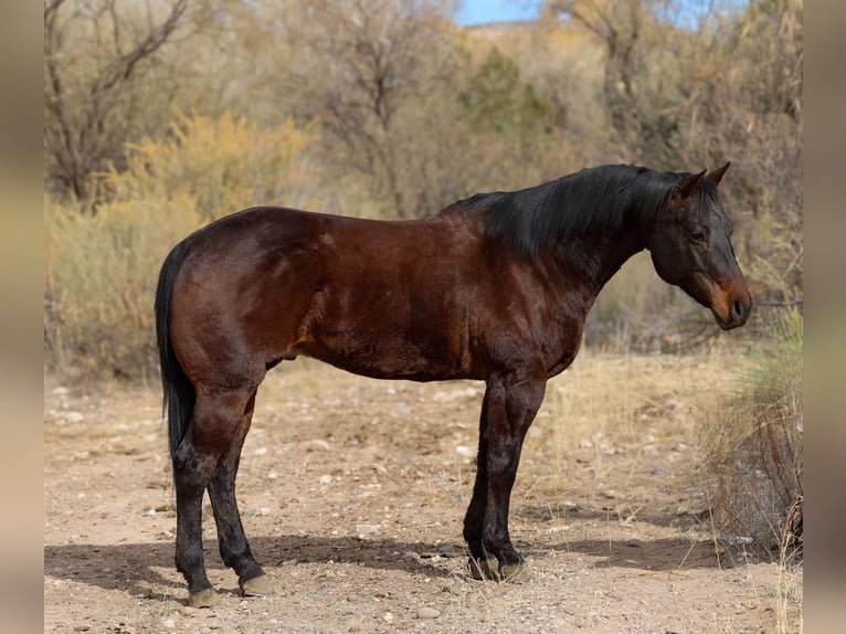 American Quarter Horse Wallach 6 Jahre 155 cm Rotbrauner in Camp Verde AZ
