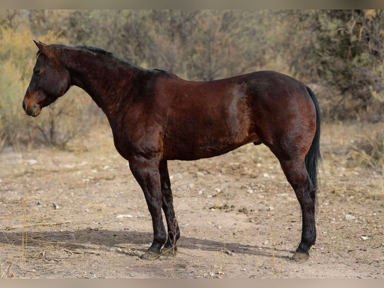 American Quarter Horse Wallach 6 Jahre 155 cm Rotbrauner in Camp Verde, AZ