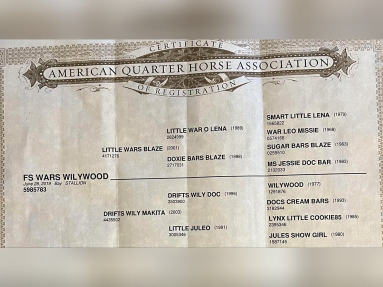 American Quarter Horse Wallach 6 Jahre 155 cm Rotbrauner in Granbury TX
