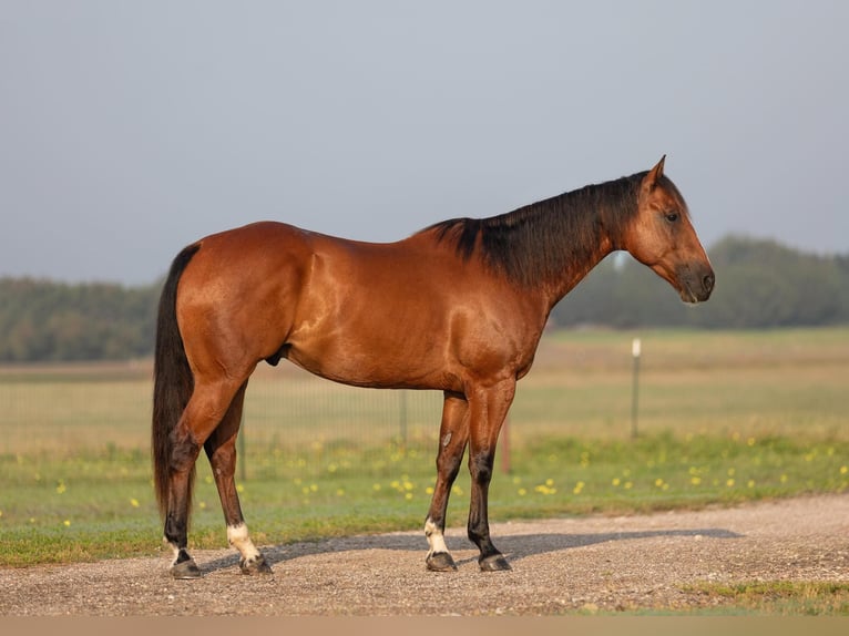 American Quarter Horse Wallach 6 Jahre 155 cm Rotbrauner in Granbury TX
