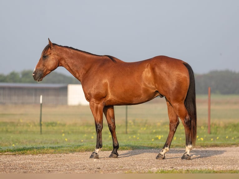 American Quarter Horse Wallach 6 Jahre 155 cm Rotbrauner in Granbury TX