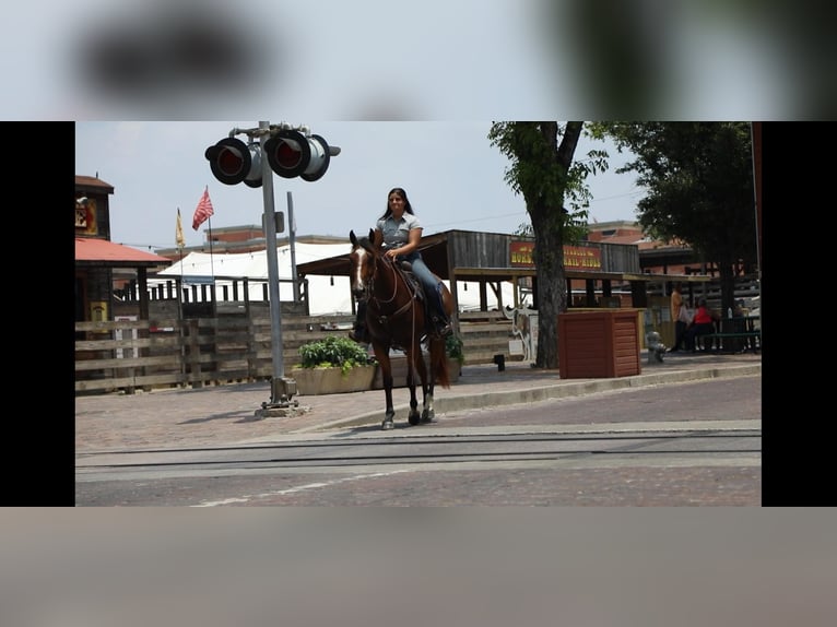 American Quarter Horse Wallach 6 Jahre 155 cm Rotbrauner in Granbury TX