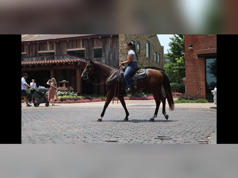 American Quarter Horse Wallach 6 Jahre 155 cm Rotbrauner in Granbury TX