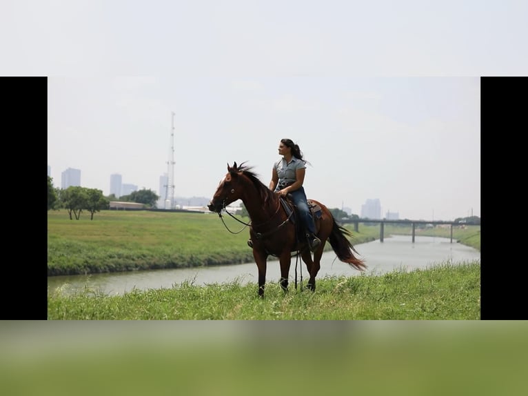 American Quarter Horse Wallach 6 Jahre 155 cm Rotbrauner in Granbury TX