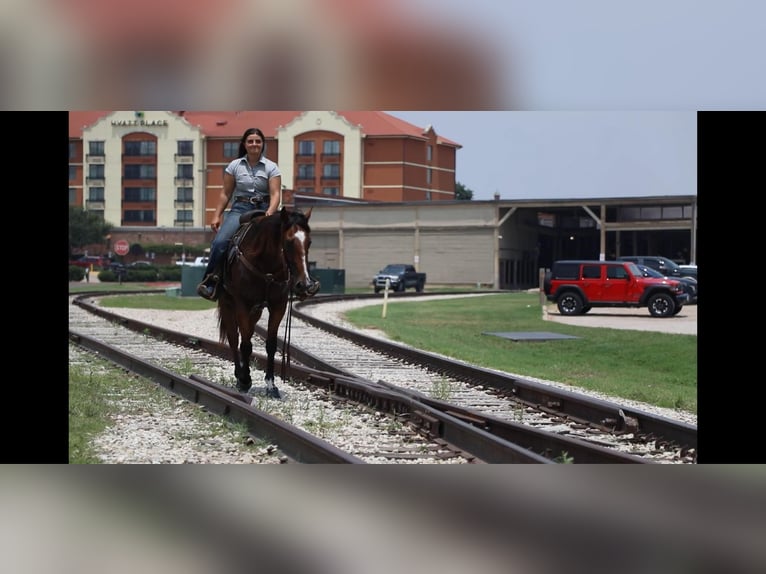 American Quarter Horse Wallach 6 Jahre 155 cm Rotbrauner in Granbury TX