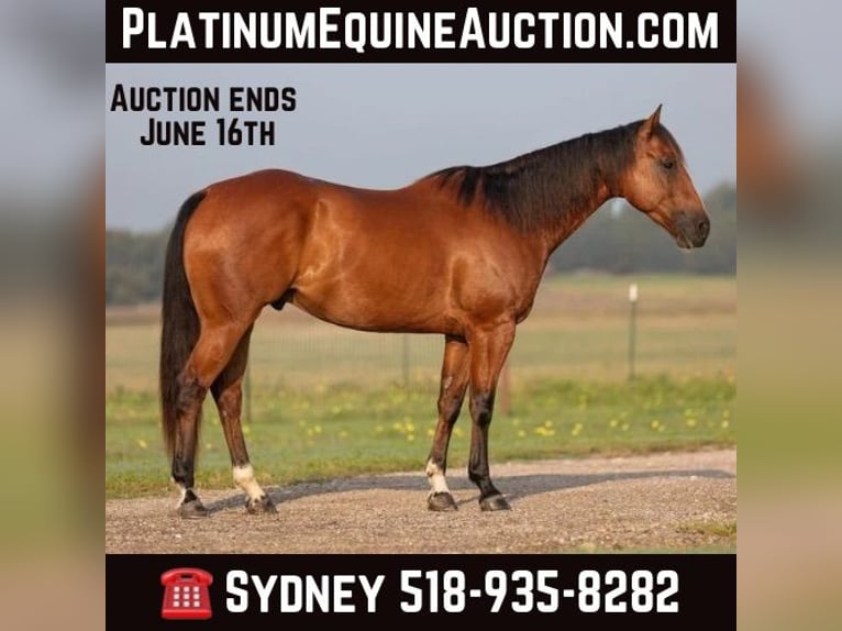 American Quarter Horse Wallach 6 Jahre 155 cm Rotbrauner in Granbury TX