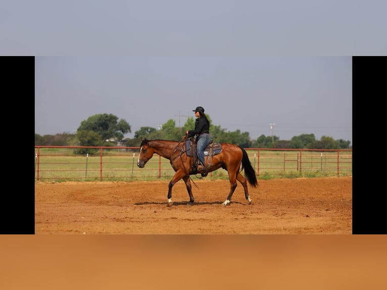 American Quarter Horse Wallach 6 Jahre 155 cm Rotbrauner in Granbury TX