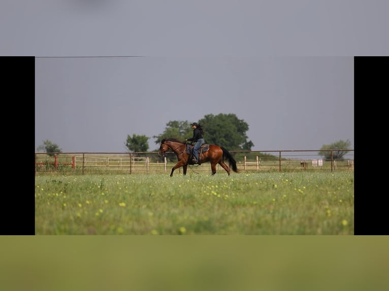 American Quarter Horse Wallach 6 Jahre 155 cm Rotbrauner in Granbury TX