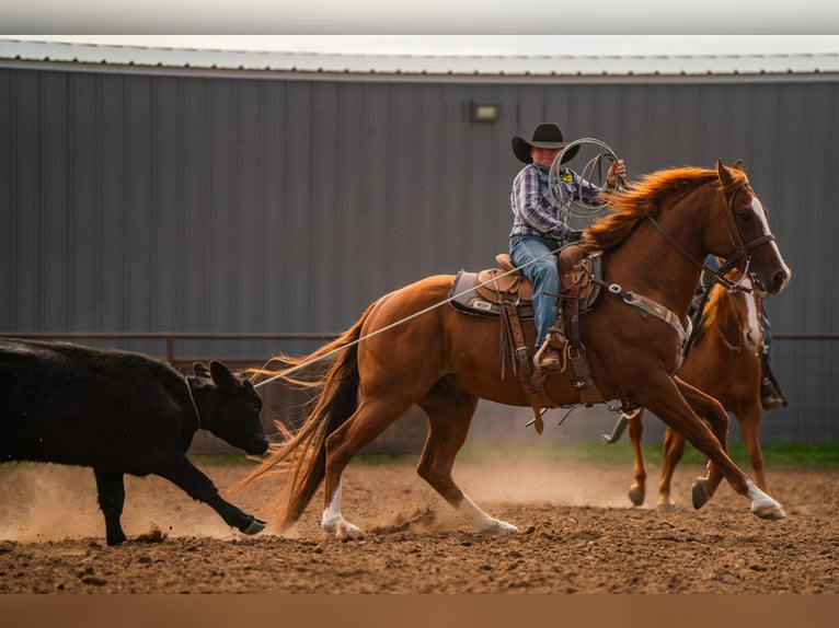 American Quarter Horse Wallach 6 Jahre 155 cm Rotfuchs in Canyon American Quarter Horse Wallach 6 Jahre 155 cm Rotfuchs in Canyon