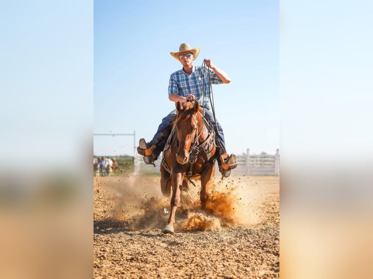 American Quarter Horse Wallach 6 Jahre 155 cm Rotfuchs in New Ringgold, PA