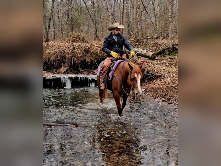 American Quarter Horse Wallach 6 Jahre 155 cm Rotfuchs in Robards