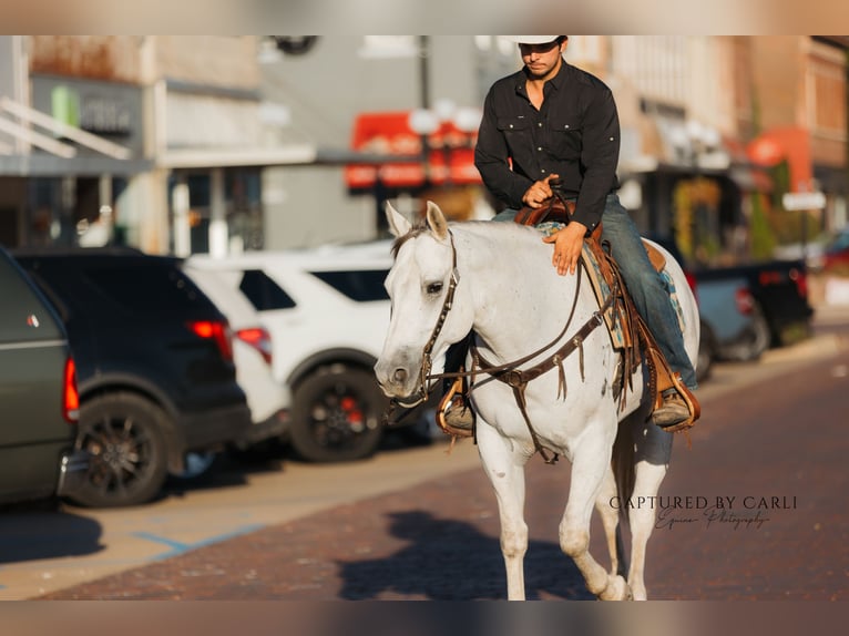American Quarter Horse Wallach 6 Jahre 155 cm Schimmel in Lewistown