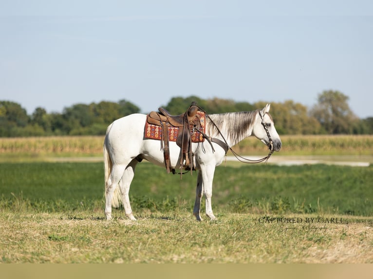 American Quarter Horse Wallach 6 Jahre 155 cm Schimmel in Lewistown