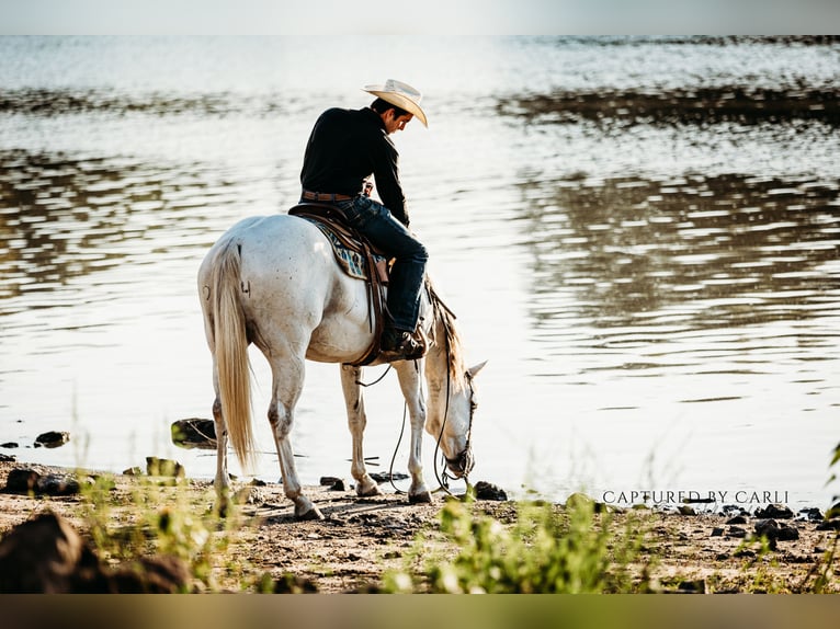 American Quarter Horse Wallach 6 Jahre 155 cm Schimmel in Lewistown
