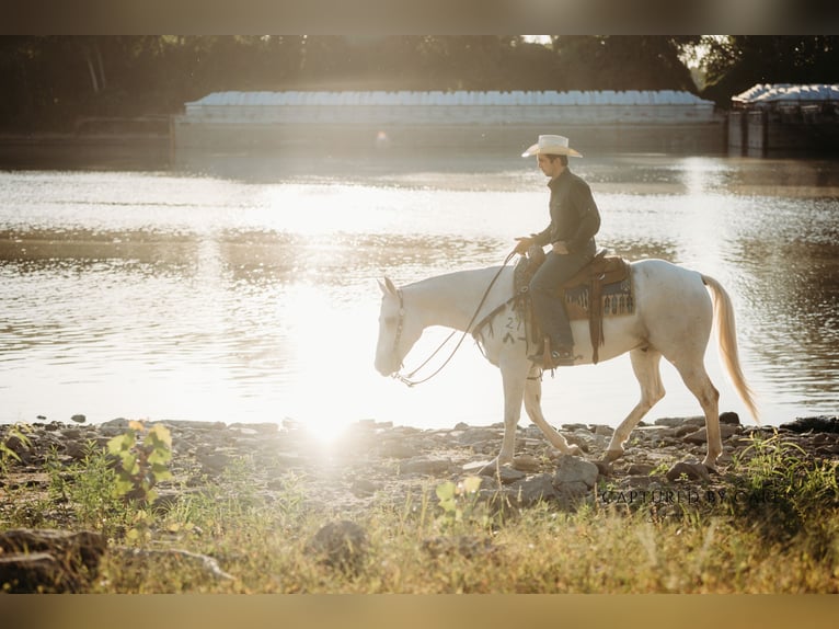 American Quarter Horse Wallach 6 Jahre 155 cm Schimmel in Lewistown