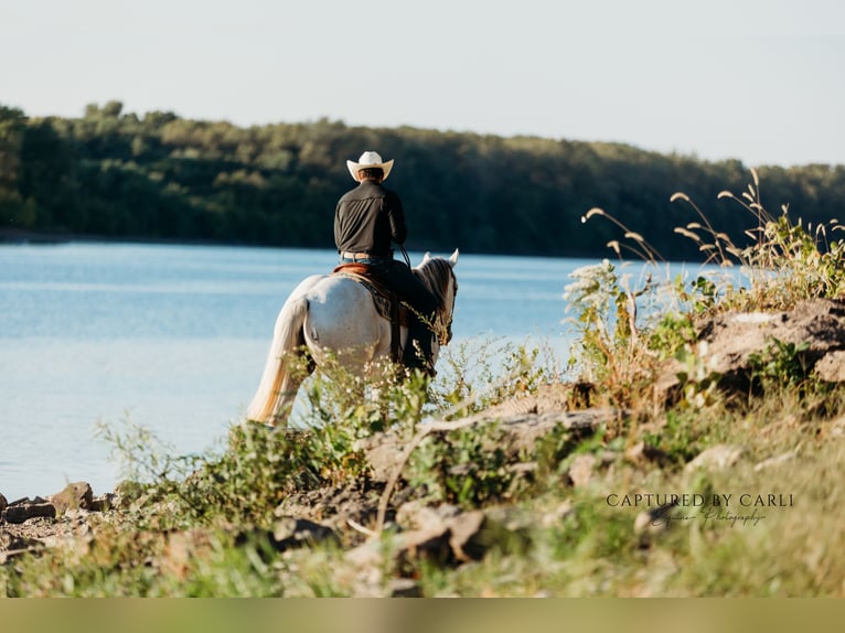 American Quarter Horse Wallach 6 Jahre 155 cm Schimmel in Lewistown