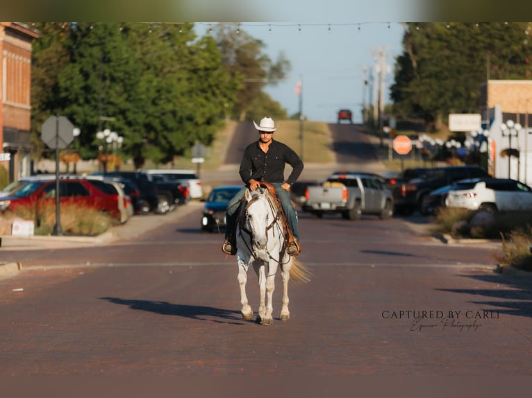 American Quarter Horse Wallach 6 Jahre 155 cm Schimmel in Lewistown
