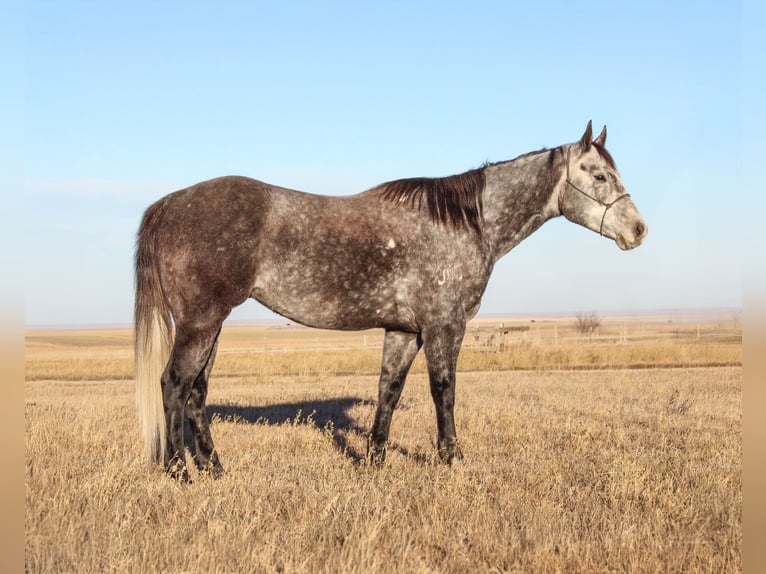 American Quarter Horse Wallach 6 Jahre 155 cm Schimmel in Whitewood