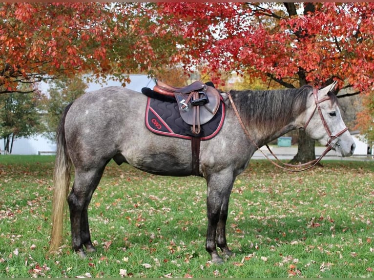 American Quarter Horse Mix Wallach 6 Jahre 155 cm Schimmel in Allentown, NJ