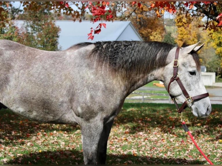 American Quarter Horse Mix Wallach 6 Jahre 155 cm Schimmel in Allentown, NJ