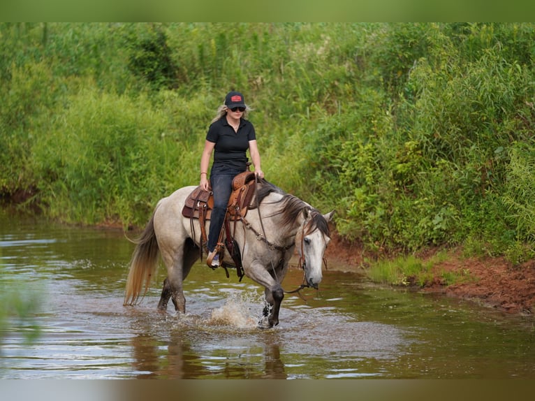 American Quarter Horse Wallach 6 Jahre 155 cm Schimmel in Kaufman, TX