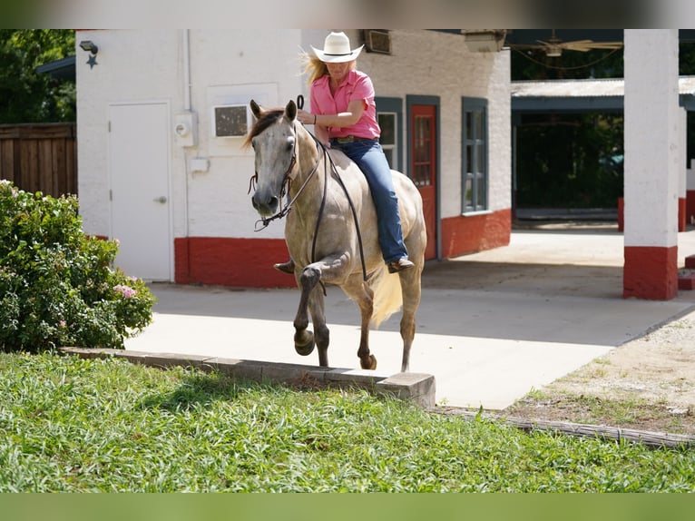 American Quarter Horse Wallach 6 Jahre 155 cm Schimmel in Kaufman, TX