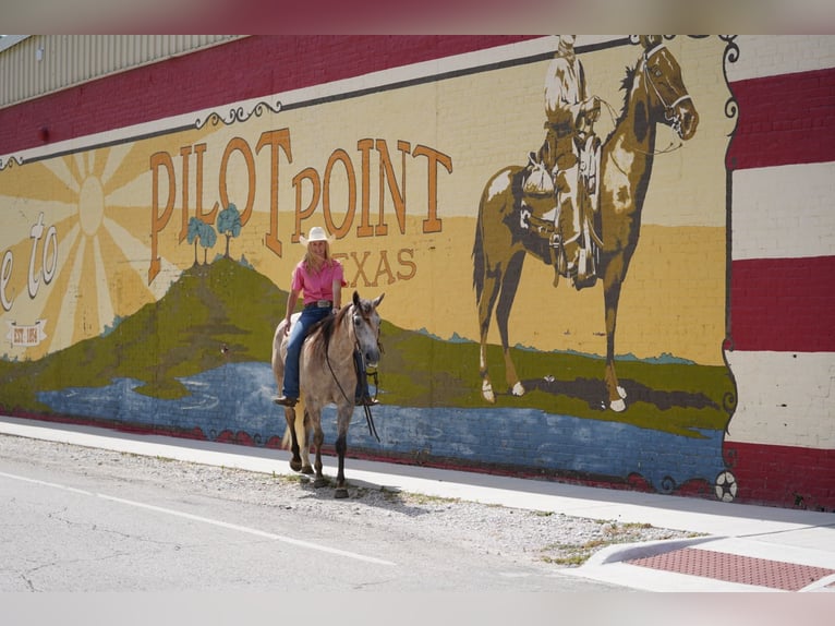 American Quarter Horse Wallach 6 Jahre 155 cm Schimmel in Kaufman, TX