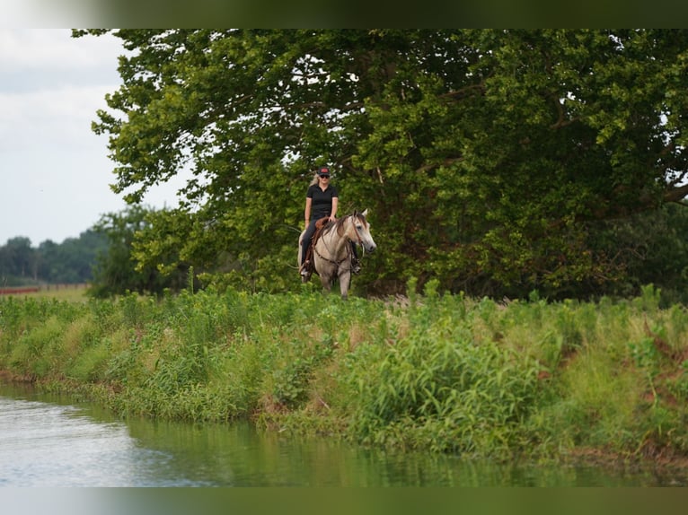 American Quarter Horse Wallach 6 Jahre 155 cm Schimmel in Kaufman, TX