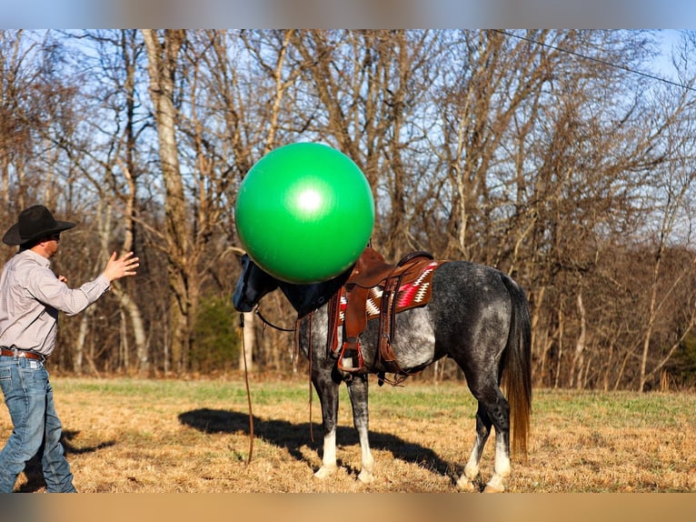 American Quarter Horse Wallach 6 Jahre 155 cm Schimmel in Santa Fe