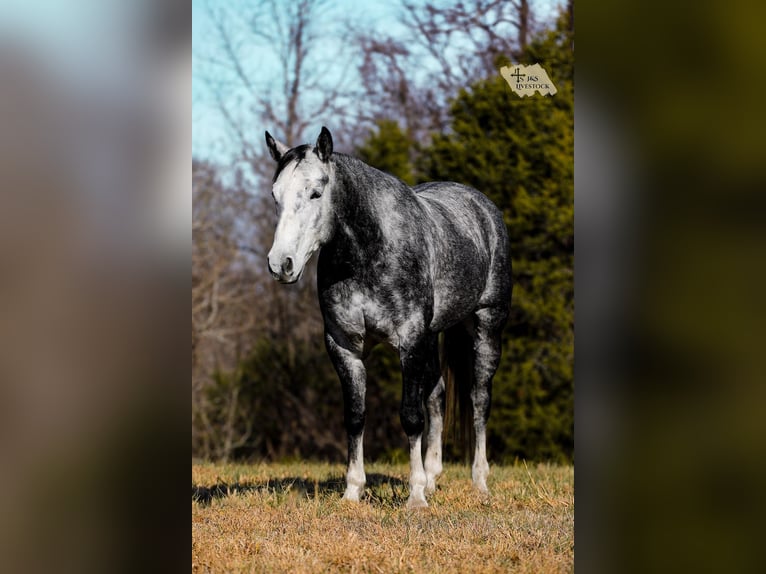American Quarter Horse Wallach 6 Jahre 155 cm Schimmel in Santa Fe