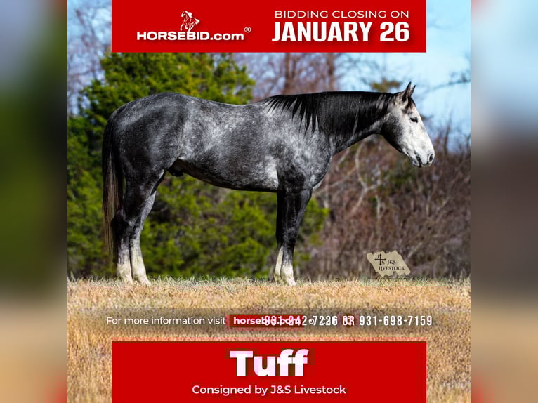 American Quarter Horse Wallach 6 Jahre 155 cm Schimmel in Santa Fe